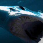 Film Hiu Terbaik Sejak Jaws Kini Tersedia di Hulu, Kami Butuh Sekuelnya!