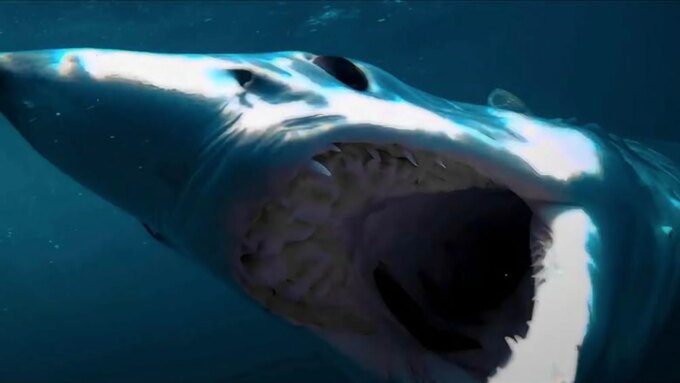 Film Hiu Terbaik Sejak Jaws Kini Tersedia di Hulu, Kami Butuh Sekuelnya!