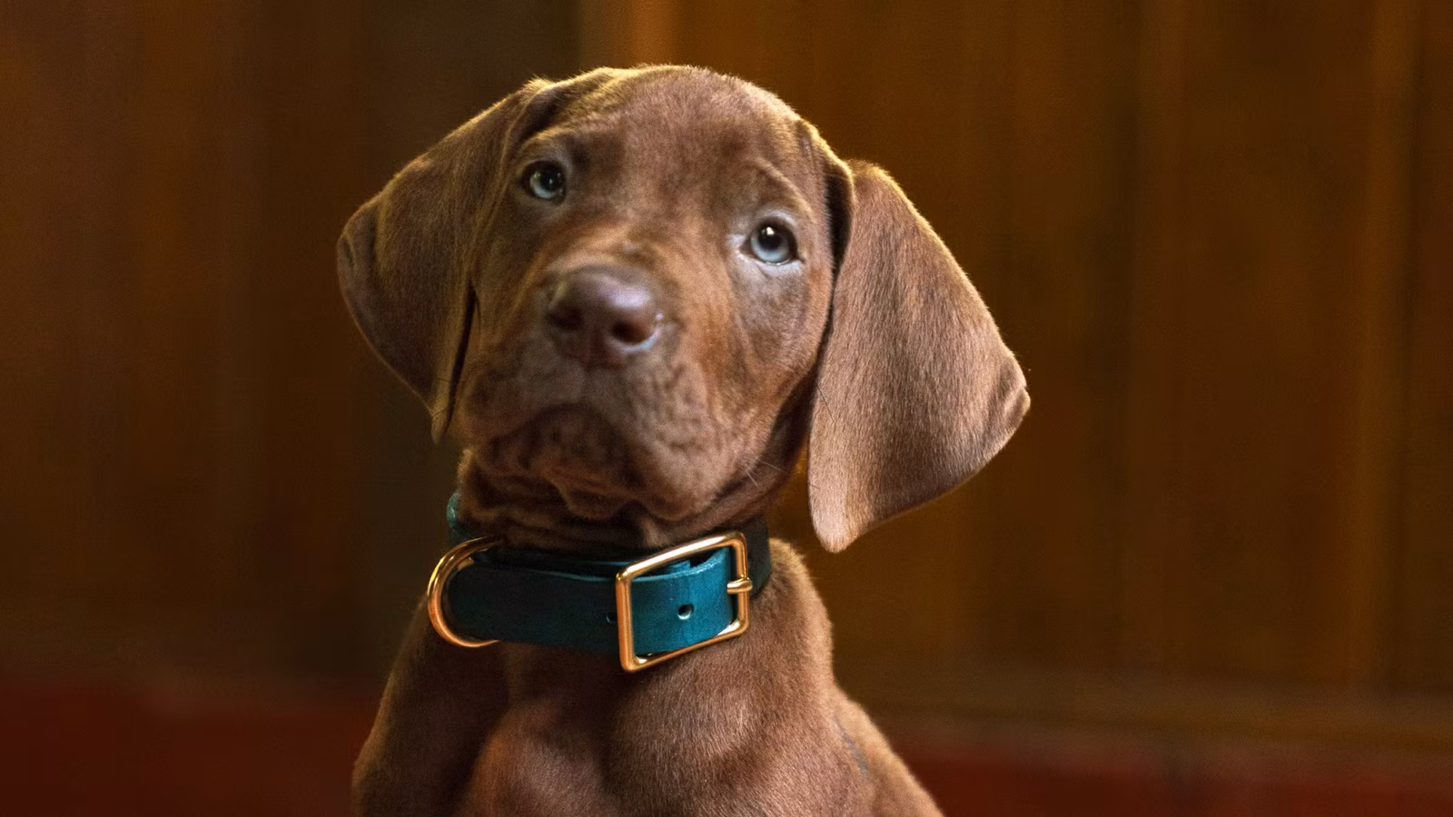 Scooby-Doo dan Shaggy Kembali Bersatu! Tonton Teaser Pertama Netflix untuk Serial Prekuel Origins!