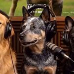 Warner Bros. Ciptakan Podcast Anjing AI untuk Angkat 'The End of Oak Street' ke Level Selanjutnya!