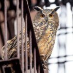 Saga Burung Hantu Central Park Menjadi Film Dokumenter Memikat yang Menghantui!