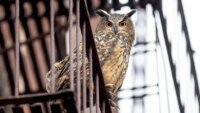 Saga Burung Hantu Central Park Menjadi Film Dokumenter Memikat yang Menghantui!