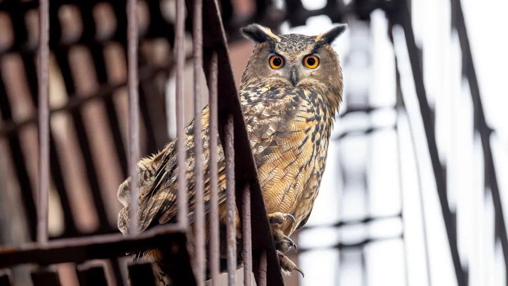 Saga Burung Hantu Central Park Menjadi Film Dokumenter Memikat yang Menghantui!